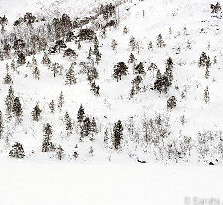 Alternative Christmas Tree - if you prefer to leave them uncut - get a Sandra Jordan photograph! Feature on the photographer's contemplative winter landscapes photos at www.commaand.co